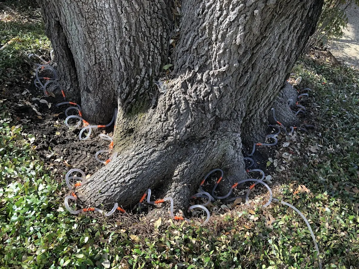 Detailed Tree Cabling and Bracing job site in West Farmington