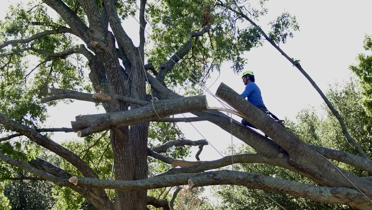 Professional Crown Thinning performed by certified arborists in West Farmington