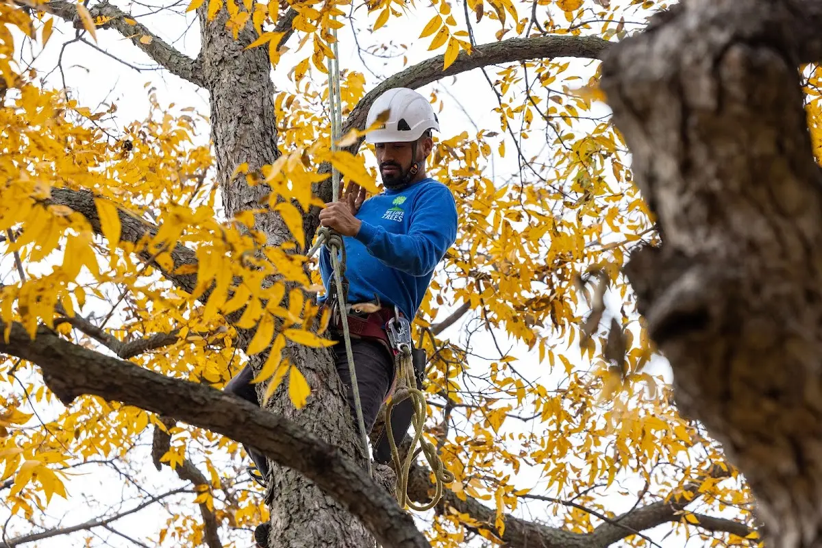 Skilled Tree Pruning crew working in West Farmington